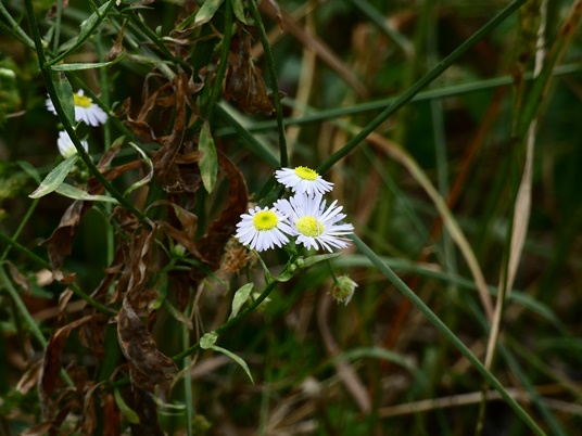{Erigeron strigosus}